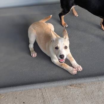Rescue Australian Cattle Dog Blue Heeler and Terrier Dogs for Adoption in Baton Rouge, Louisiana - Beebee | PetCurious