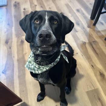 Hound Dogs Available for Adoption in Canyon, Texas - Eros | PetCurious