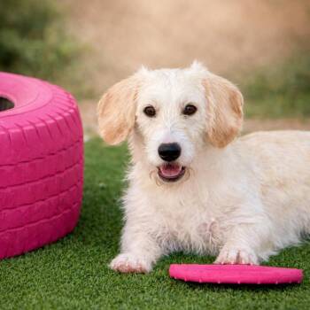 Basset Hound and Terrier Dogs Available for Adoption - Harvey: The Playful, Puppy‑Hearted Basset And Terrier Mix | PetCurious