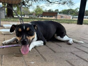 Willa -  Beagle Dog for Adoption in Austin, Texas - Willa | PetCurious