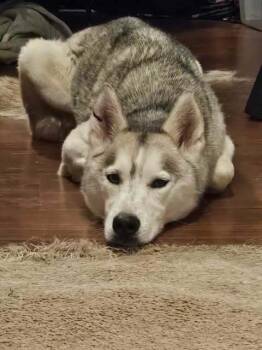 Rescue Siberian Husky and Husky Dogs for Adoption in North Haledon, New Jersey - Maya | PetCurious