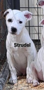 Pit Bull Terrier and Australian Cattle Dog Blue Heeler Dogs Available for Adoption - Strudel  | PetCurious