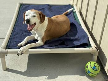 Sweet Pea -  Hound Dog for Adoption in Sandusky, Michigan - Sweet Pea | PetCurious