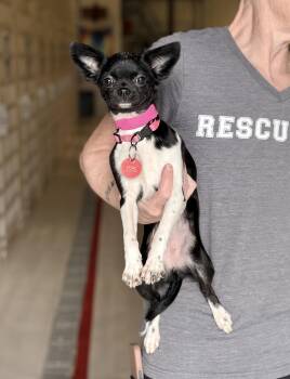 Chihuahua and Puggle Dogs Available for Adoption in Chicago, Illinois - Piggly | PetCurious