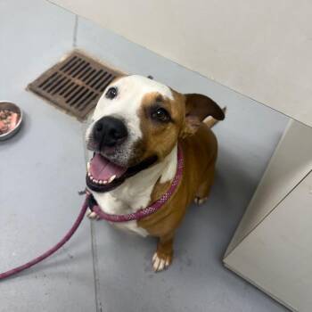 Mixed Breed Dogs Available for Adoption in Columbus, Georgia - 05/09/2026-Stray-WoodburnDrive | PetCurious