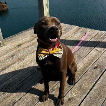 Rio -  Mixed Breed Dog for Adoption in Northwood, New Hampshire - Rio | PetCurious