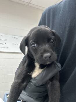 Rescue Hound Dogs for Adoption in Marietta, Georgia - (315) | PetCurious