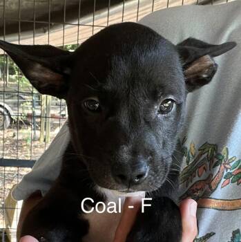 Coal -  Labrador Retriever Dog for Adoption in Parma, Ohio - Coal | PetCurious