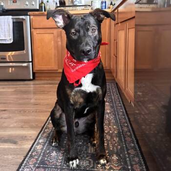 Shepherd Dogs Available for Adoption - Stanley  | PetCurious