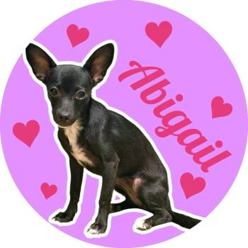 Abigail -  Chihuahua Dog for Adoption in Fort Worth, Texas - Abigail | PetCurious