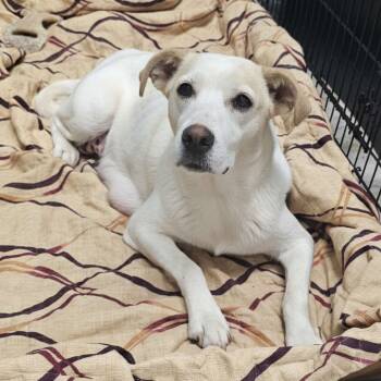 Rescue Terrier Dogs for Adoption in St. Louis, Missouri - Forget-me-not | PetCurious