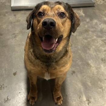 (Found) Elvis -  Mountain Cur and Mixed Breed Dog for Adoption in Cabot, Arkansas - (Found) Elvis | PetCurious