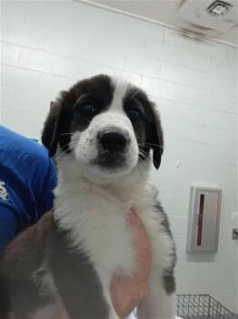 Labrador Retriever and Mixed Breed Dogs Available for Adoption in Corpus Christi, Texas - KANSAS | PetCurious