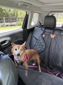 Rescue Corgi and Dachshund Dogs for Adoption in Indianapolis, Indiana - Evelyn (Evie) | PetCurious