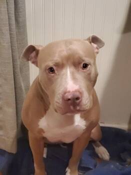 Venus -  Pit Bull Terrier Dog for Adoption in Coarsegold, California - Venus | PetCurious