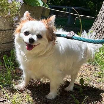 Mc Nugget -  Pomeranian Dog for Adoption in Huntington, New York - Mc Nugget | PetCurious
