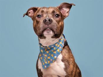 Pit Bull Terrier and Mixed Breed Dogs Available for Adoption in Brentwood, Missouri - BEAR BEAR | PetCurious
