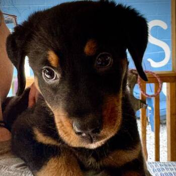 Galleria -  Beauceron and Bernese Mountain Dog Dog for Adoption in Decatur, Georgia - Galleria | PetCurious