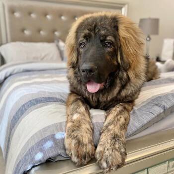 Rescue Caucasian Sheepdog Caucasian Ovtcharka Dogs for Adoption in Helena, Alabama - Gotti | PetCurious