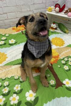 Mixed Breed Dogs Available for Adoption in Detroit, Michigan - Trillium | PetCurious