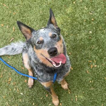 Australian Cattle Dog Blue Heeler Dogs Available for Adoption in Charlottesville, Virginia - Bash | PetCurious