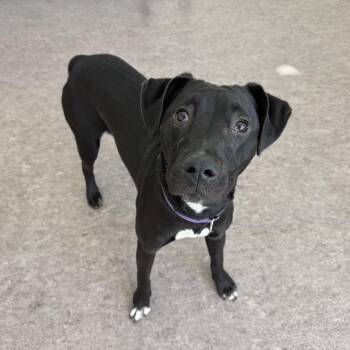 Sadie -  Terrier and Black Labrador Retriever Dog for Adoption in Brentwood, Missouri - Sadie | PetCurious