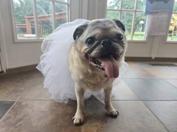 Princess June -  Pug Dog for Adoption in Wilmington, Delaware - Princess June | PetCurious