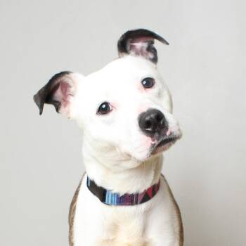 Pit Bull Terrier Dogs Available for Adoption in Minnetonka, Minnesota - Lilly D69533 | PetCurious