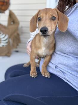 Autumn -  Dachshund Dog for Adoption in Grantville, Pennsylvania - Autumn | PetCurious