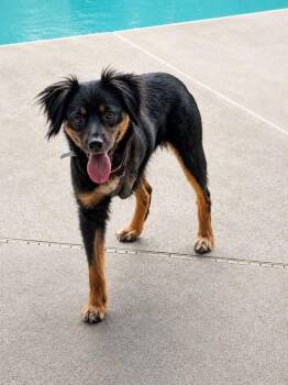 Australian Shepherd Dogs Available for Adoption in Deltona, Florida - Alma | PetCurious