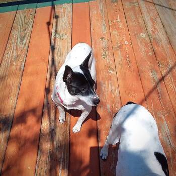 Rat Terrier Dogs Available for Adoption in Atlanta, Georgia - Lucy (MI) | PetCurious