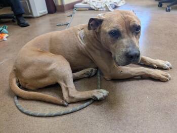 Pit Bull Terrier Dogs Available for Adoption - J.D. | PetCurious