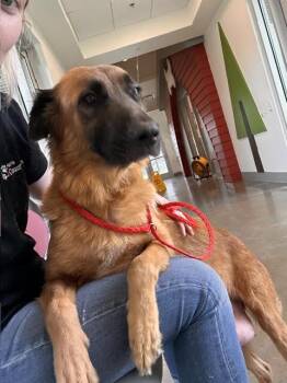 Ember (Sweetie Bell) -  German Shepherd Dog Dog for Adoption in Dayton, Minnesota - Ember (Sweetie Bell) | PetCurious