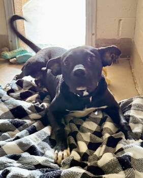 Labrador Retriever and Pit Bull Terrier Dogs Available for Adoption - HOLEY | PetCurious