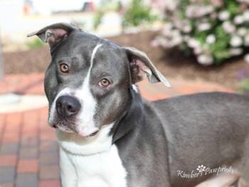 Boxer and Mixed Breed Dogs Available for Adoption in Omaha, Nebraska - ROO | PetCurious