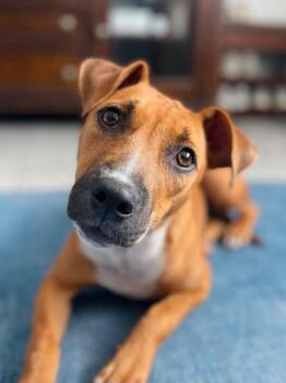 Raya -  Mixed Breed Dog for Adoption in Miami Shores, Florida - Raya | PetCurious