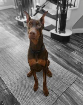 Bones -  Doberman Pinscher Dog for Adoption in Benbrook, Texas - Bones | PetCurious