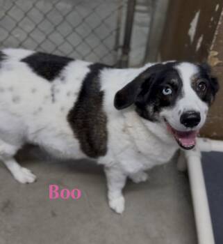 Beagle Dogs Available for Adoption in Cuyahoga Falls, Ohio - Boo | PetCurious