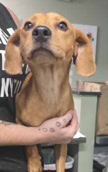 Rescue Catahoula Leopard Dog and Mixed Breed Dogs for Adoption in Hillsdale, Indiana - Rusty | PetCurious