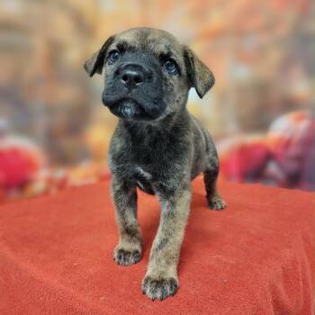 Leera -  Mixed Breed Dog for Adoption in Griswold, Connecticut - Leera | PetCurious