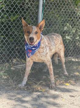 Bourbon -  Australian Cattle Dog Blue Heeler Dog for Adoption in Madisonville, Texas - Bourbon | PetCurious
