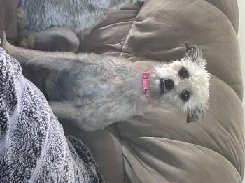 Stella -  Cairn Terrier and Mixed Breed Dog for Adoption in Fruit Heights, Utah - Stella | PetCurious