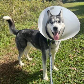 Balto -  Siberian Husky Dog for Adoption in Phoenixville, Pennsylvania - Balto | PetCurious