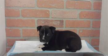 A2080718 -  Staffordshire Bull Terrier and Mixed Breed Dog for Adoption in Houston, Texas - A2080718 | PetCurious