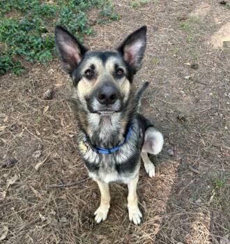 German Shepherd Dog Dogs Available for Adoption in Raleigh, North Carolina - Journey | PetCurious
