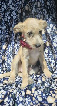 Glen Of Imaal Terrier and Belgian Shepherd Malinois Dogs Available for Adoption in Harlingen, Texas - Bonnie | PetCurious