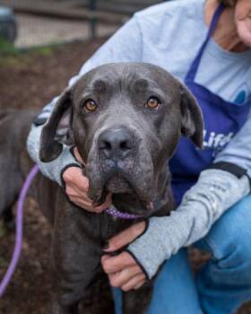 Bonesly -  Mixed Breed Dog for Adoption in Chamblee, Georgia - Bonesly | PetCurious