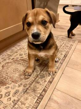 Mason -  Mixed Breed Dog Available for Adoption - Mason | PetCurious