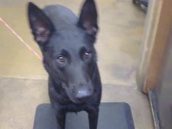 ROGUE -  German Shepherd Dog Dog for Adoption in Sacramento, California - ROGUE | PetCurious