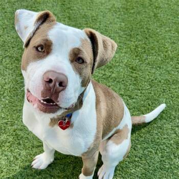Pit Bull Terrier Dogs Available for Adoption in Copiague, New York - Pops | PetCurious